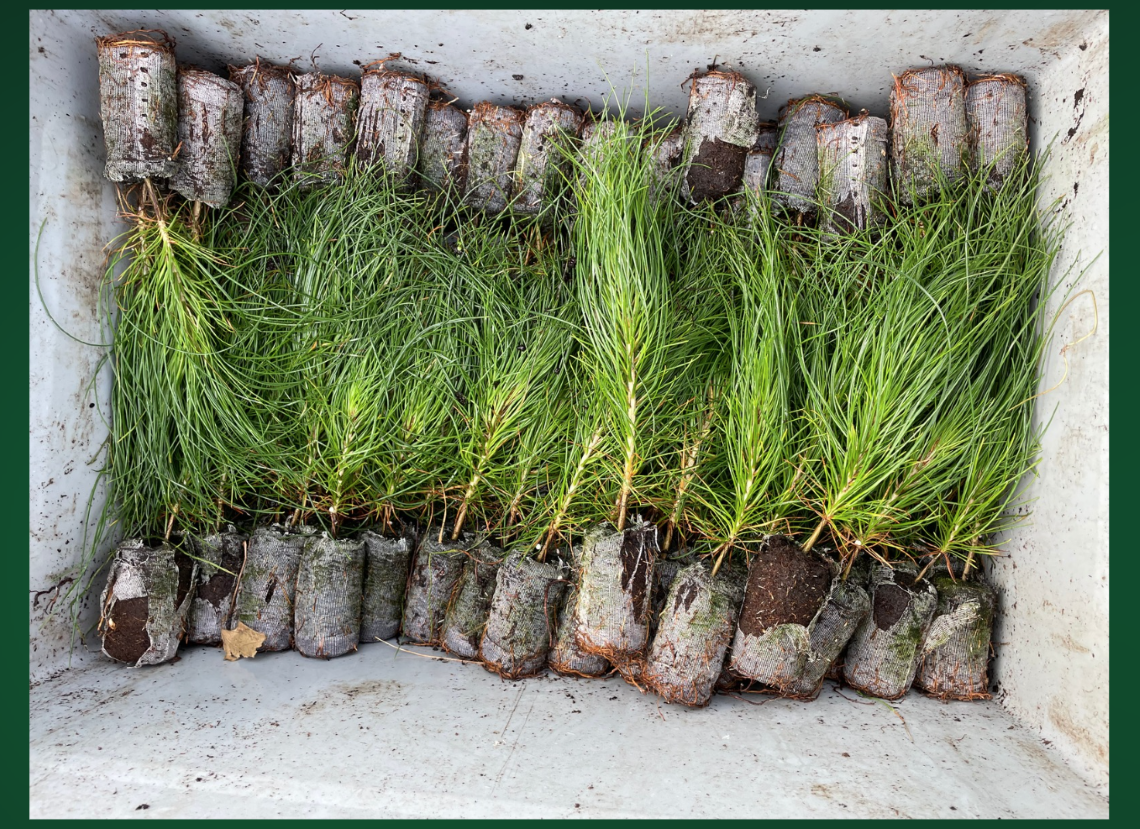 Red pine seedlings in a box ready to be planted.